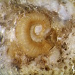 ammonite in deposito calcareo